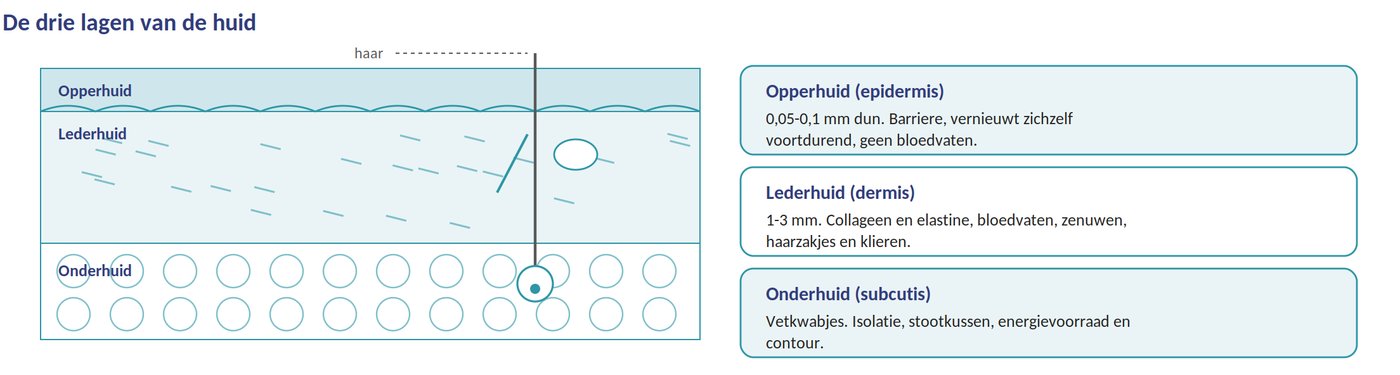 De drie lagen van de huid