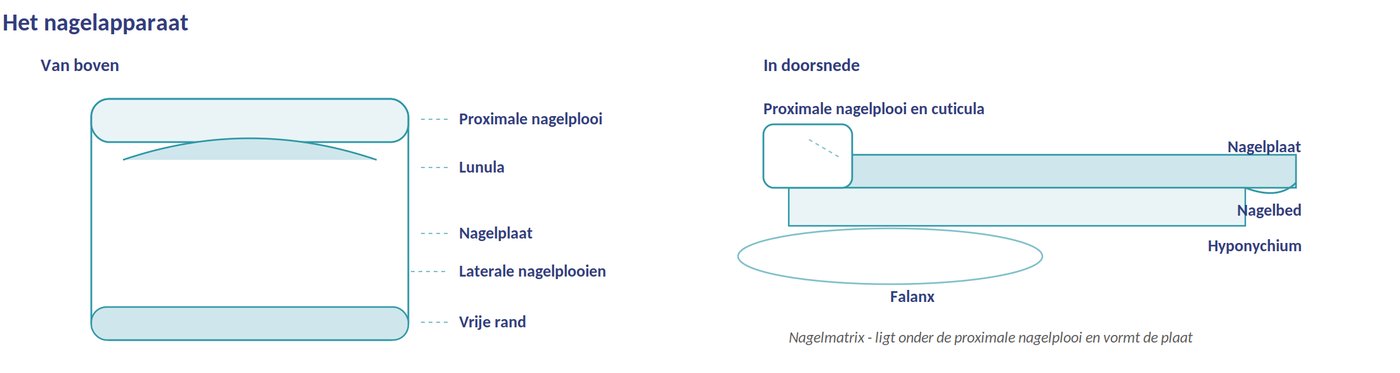 Het nagelapparaat
