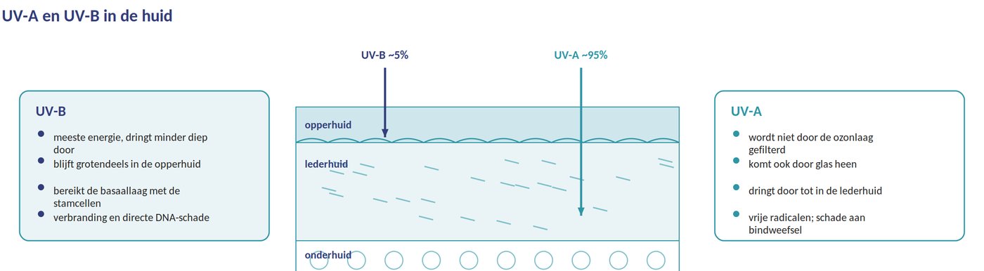UV-A en UV-B in de huid